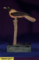 藏品(朱鸝)的圖片